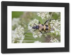 Attēlu rezultāti vaicājumam “Pachyta quadrimaculata”