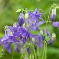 Image result for Akelei