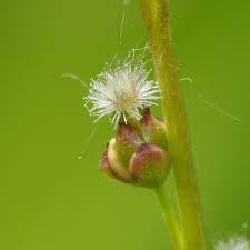 Attēlu rezultāti vaicājumam “Triglochin palustre flower”