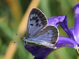 Attēlu rezultāti vaicājumam “Phengaris arion upperside”