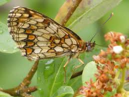 Attēlu rezultāti vaicājumam “Mellicta athalia underside”