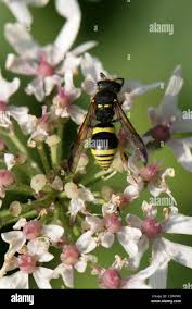 Attēlu rezultāti vaicājumam “Eumenidae”