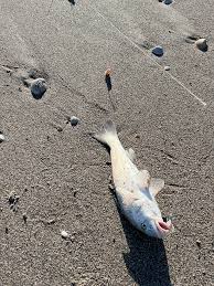 Image result for Menticirrhus americanus