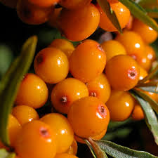 Attēlu rezultāti vaicājumam “Hippophae rhamnoides”