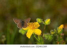 Attēlu rezultāti vaicājumam “Lycaena tityrus underside”
