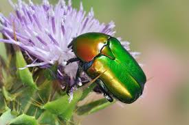 Attēlu rezultāti vaicājumam “Potosia cuprea”