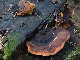 Attēlu rezultāti vaicājumam “Gloeophyllum odoratum”