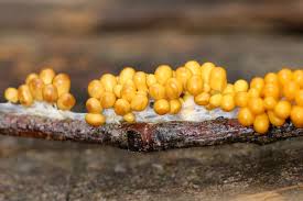 Attēlu rezultāti vaicājumam “Didymium spongiosum macro”