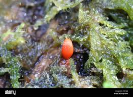 Attēlu rezultāti vaicājumam “Lycogala conicum”