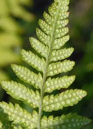 Attēlu rezultāti vaicājumam “Dryopteris carthusiana”