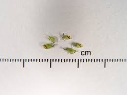 Attēlu rezultāti vaicājumam “Carex loliacea fruit”