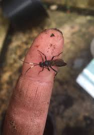 Attēlu rezultāti vaicājumam “Stenotus binotatus male”