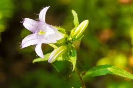 Attēlu rezultāti vaicājumam “Campanula trachelium flower”