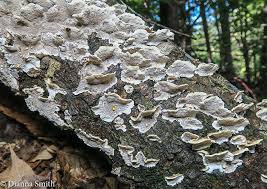 Attēlu rezultāti vaicājumam “Cerrena unicolor”