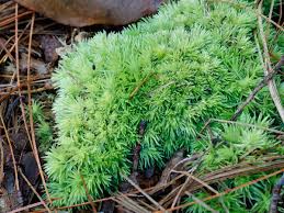 Attēlu rezultāti vaicājumam “Leucobryum glaucum”