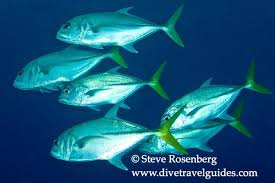 Image result for Caranx ruber