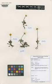 Attēlu rezultāti vaicājumam “Leucanthemum vulgare leaf”