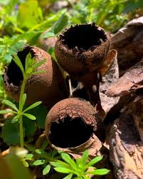 Attēlu rezultāti vaicājumam “Urnula craterium”