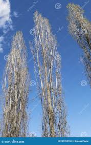 Attēlu rezultāti vaicājumam “Populus nigra Italica”