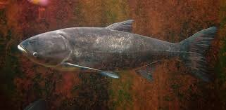 Image result for Hypophthalmichthys nobilis