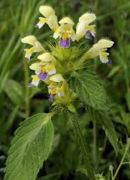 Attēlu rezultāti vaicājumam “Galeopsis speciosa leaf”