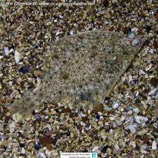 Image result for Limanda limanda