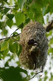 Attēlu rezultāti vaicājumam “Remiz pendulinus nest”