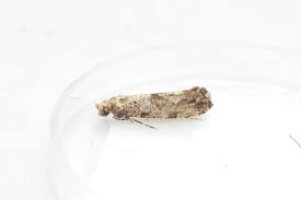 Attēlu rezultāti vaicājumam “Morophaga choragella”