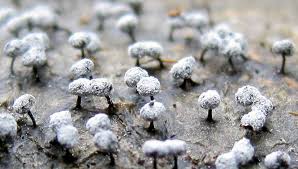 Attēlu rezultāti vaicājumam “Didymium serpula macro”