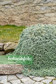 Image result for cerastium tomentosum