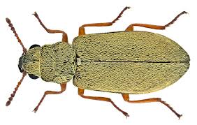 Attēlu rezultāti vaicājumam “Dasytidae”