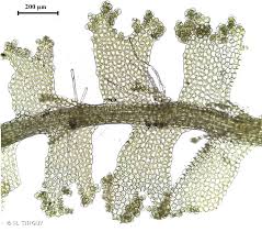 Attēlu rezultāti vaicājumam “Lophocolea minor”