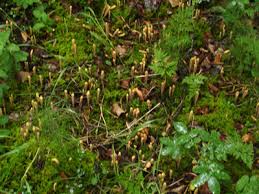 Attēlu rezultāti vaicājumam “Clavariadelphus ligula”