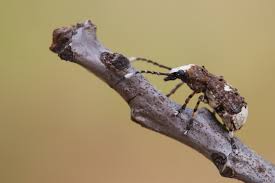 Attēlu rezultāti vaicājumam “Platystomos albinus”