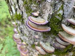 Attēlu rezultāti vaicājumam “Trichaptum biforme”