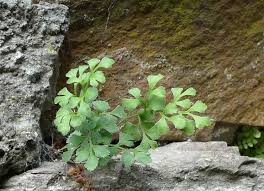 Attēlu rezultāti vaicājumam “Asplenium ruta-muraria”