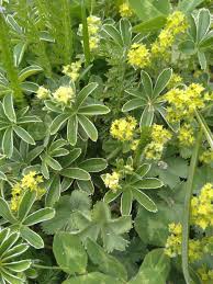 Attēlu rezultāti vaicājumam “Alchemilla subcrenata  flower”