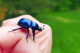 Attēlu rezultāti vaicājumam “Trypocopris vernalis”