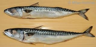 Image result for Scomber scombrus