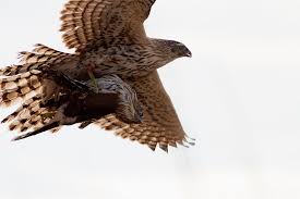 Image result for Goshawks G C