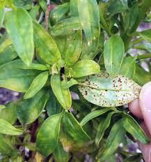 Attēlu rezultāti vaicājumam “Antirrhinum majus leaf”