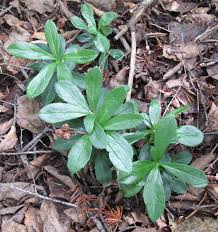 Attēlu rezultāti vaicājumam “Chimaphila umbellata fruit”