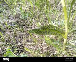 Attēlu rezultāti vaicājumam “Dactylorhiza majalis subsp. baltica bud”