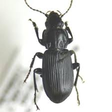 Attēlu rezultāti vaicājumam “Pterostichus quadrifoveolatus”