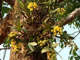 Attēlu rezultāti vaicājumam “Chrysotoxum sp.”