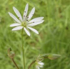 Attēlu rezultāti vaicājumam “Stellaria graminea flower”