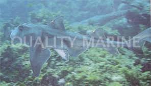 Image result for Heterodontus portusjacksoni