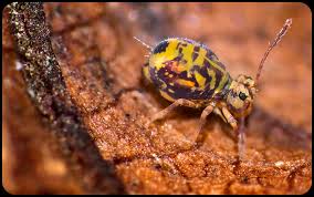 Attēlu rezultāti vaicājumam “Symphypleona”