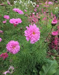 Image result for Cosmos bipinnatus `Double Click`