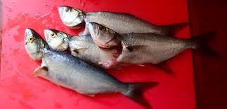 Image result for Pomatomus saltatrix